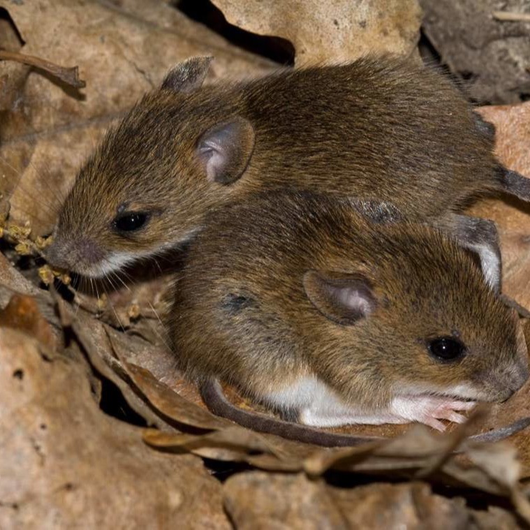 Уничтожения мышей в частном доме в Никополе?